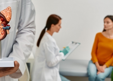 Nerki – budowa i funkcje