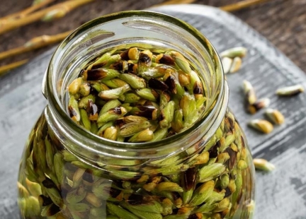 Magia pączków drzew i krzewów – gemmoterapia