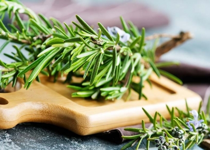 Rozmaryn – właściwości i zastosowanie