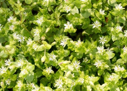 Gwiazdnica pospolita – jadalny i bardzo zdrowy chwast