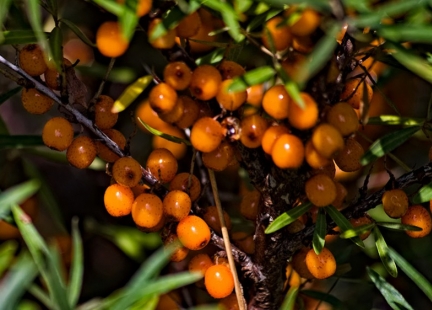 Rokitnik pospolity – syberyjskie złoto