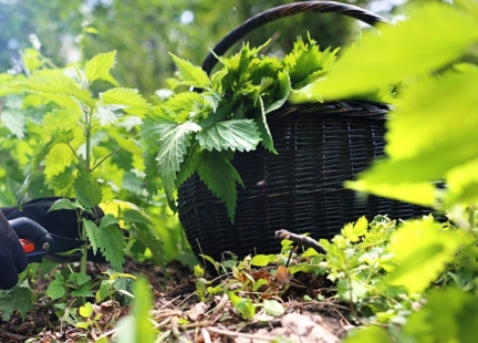 Pokrzywa – dla zdrowia i urody