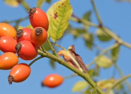 Dzika róża – skromna, ale silna