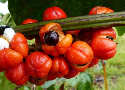 Guarana – wspiera odchudzanie, zwalcza zmęczenie