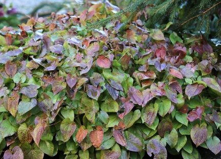 Epimedium – na pomoc mężczyznom