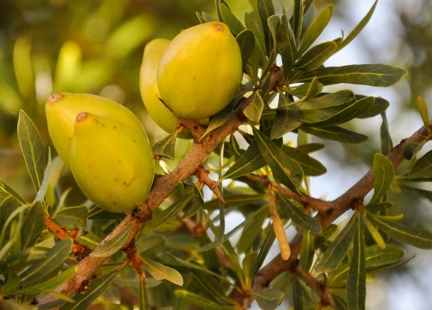   Olej z drzewa, które samo wybiera, gdzie chce rosnąć