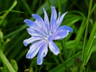 Gorzki smak zdrowia – cykoria podróżnik