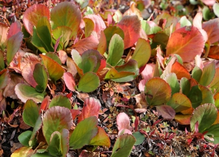 Pomoc przy boreliozie i wsparcie wątroby – katuka skorpionowa