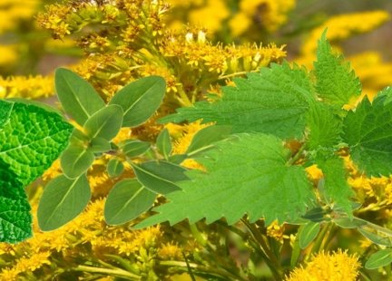Ekstrakt ziołowy Nefris firmy Medi-Flowery