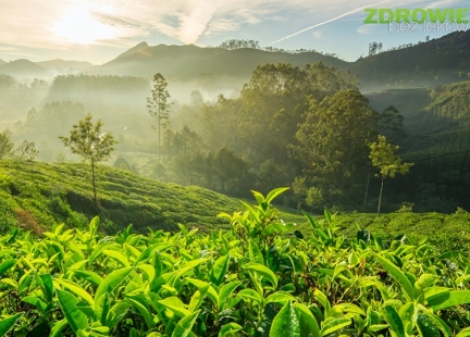 Pyłek kwiatu herbaty  – na dolegliwości i wzmocnienie