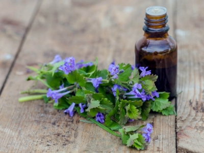 Bluszczyk kurdybanek – właściwości i zastosowanie