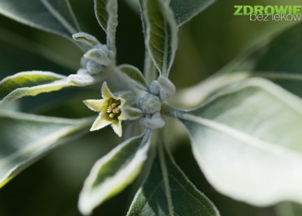 ASHWAGANDHA na „końskie zdrowie”