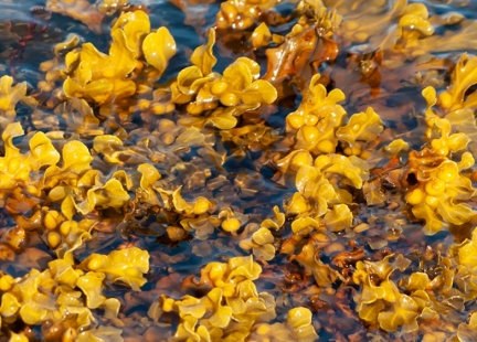 Kelp, czyli jod na zawołanie