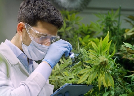  Olej konopny – właściwości potwierdzone badaniami